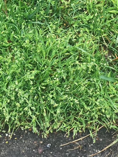 Know A Weed Poa Annua Henrico Horticulture