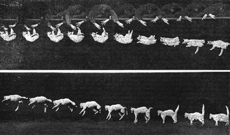 However, the height of a closet, kitchen cupboard, or refrigerator is rarely enough to hurt a cat. Cat righting reflex - Wikipedia