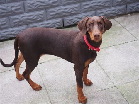 6 Month Old Red Doberman Bitch In Barry Vale Of Glamorgan Gumtree