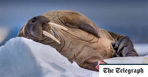 Pictures Of The Day Walrus Snooze Time In Svalbard