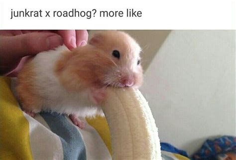 28 Best Hamsters Images On Pinterest Animals Funny