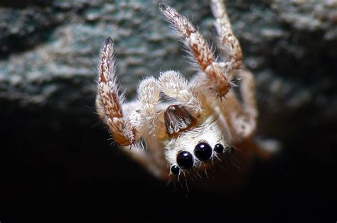 Check spelling or type a new query. Jumping Spider HD Wallpaper | Background Image | 2453x1635 ...