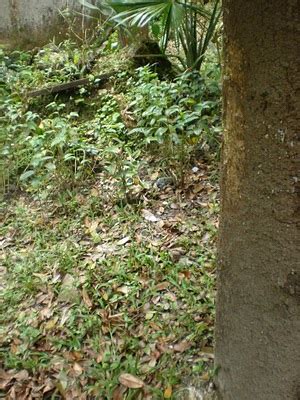 Khasiat perubatan khasiat kemuning hitam kayu emas dari tanah melayu. alamcyber 2020: KETAHUI RAHSIA POKOK RAJA KAYU