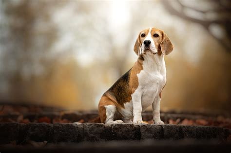 Beagle HD Wallpaper | Background Image | 2048x1365