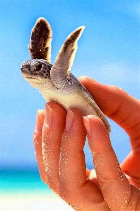Cute Baby Turtles Amazing Images ~ Hyip Bitz Hyip Investment Monitor
