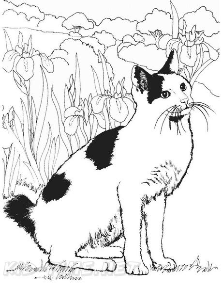Donald duck basketball coloring pages. Realistic Cats Coloring Book Page | Free Coloring Book Pages Printables