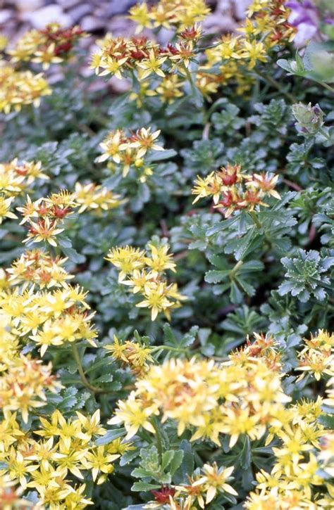 25 Low Maintenance Groundcover Plants That Look Gorgeous