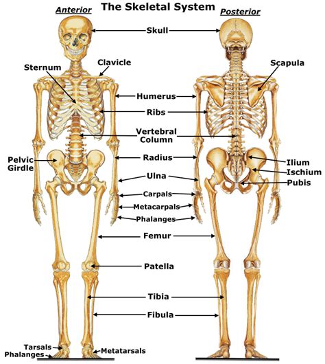 According to healthline, the human arm is composed of three bones, divided amongst two anatomical sections. Skeletal System | Human skeletal system, Skeletal system ...