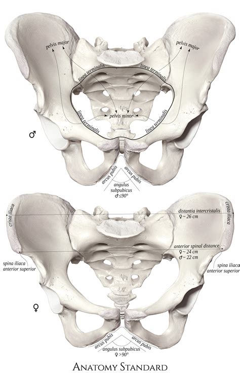 It is usually divided into two separate anatomic regions: Pelvis & Gender Differences of Pelvic Anatomy
