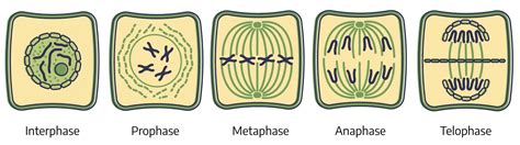 Mitosis Stages In Animal Cells