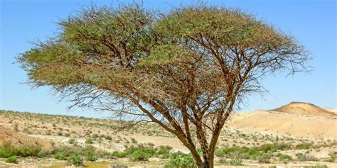 Acacia Seyal The Dryland Gold That Remains Unexploited By Farmers Nation