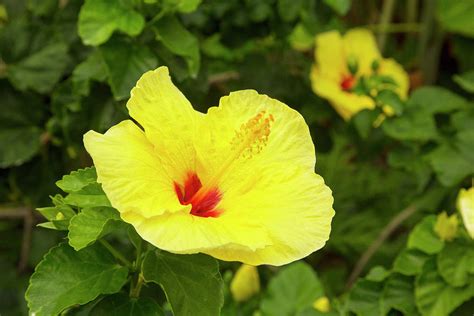 Yellow Hibiscus Hawaii State Flower Photograph By Douglas Peebles