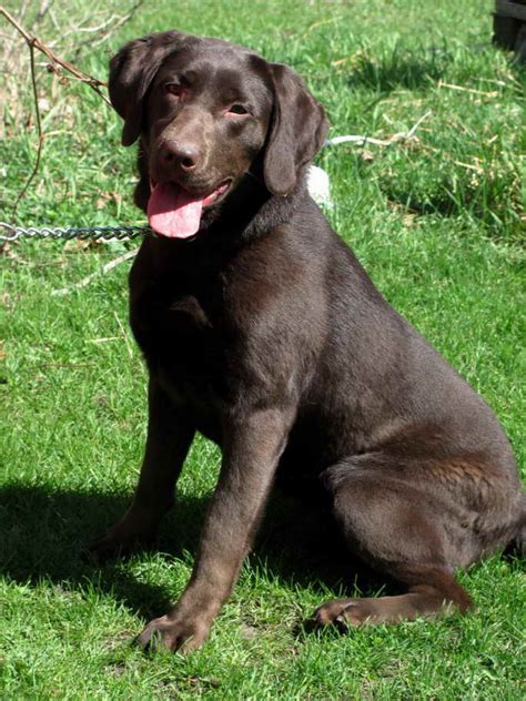 For 31 straight years americans have demonstrated their love for labrador retrievers by making them the most popular purebred dog breed in the usa. American Labrador Retriever Puppies For Sale | PETSIDI