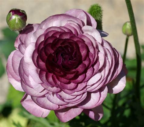 Hybrid flower colors include purple, pink, black, blue, and orange. looks like a dahlia x ranunculus hybrid! Would like to see ...
