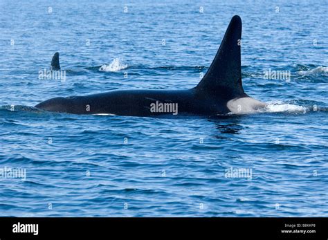 Killer Whales Orcinus Orca Alaska Stock Photo Alamy