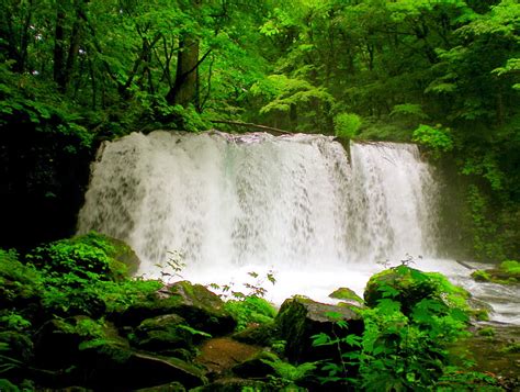 Forest Falls Forest Nature Wide Waterfalls Hd Wallpaper Peakpx