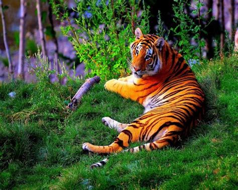 49 Best The Majestic Tiger Images On Pinterest Wild Animals Big Cats And Big The Cat