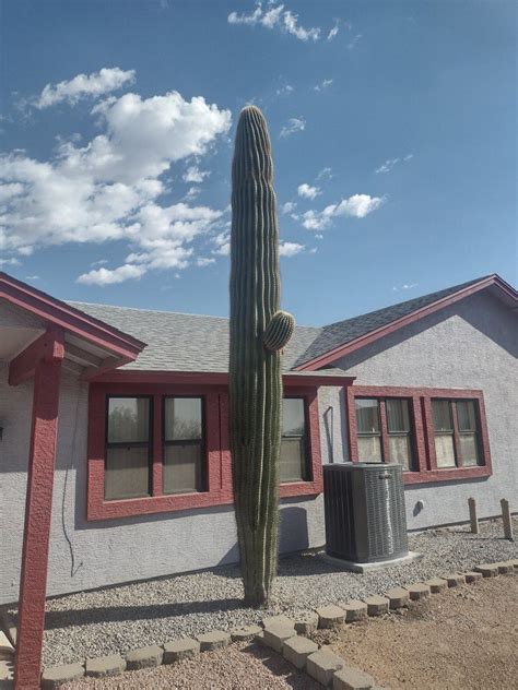 Saguaro Cactus Delivered And Planted For Sale In Mesa Az Offerup