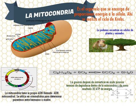 Como Funciona La Mitocondria