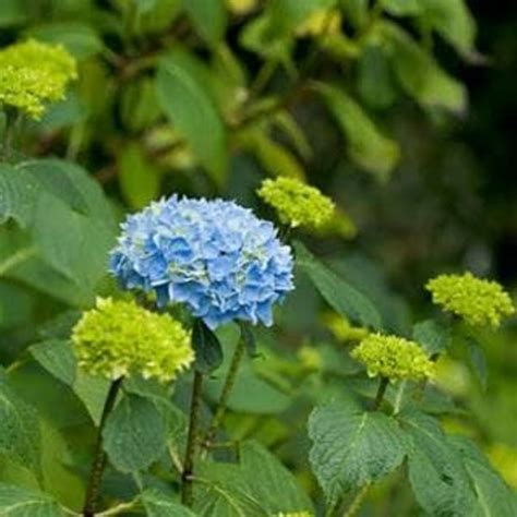 Jual Tanaman Bunga Hydrangea Hortensia Bunga Bokor Di Lapak Vj Rumah