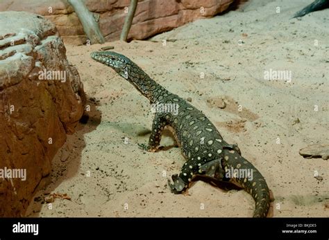 Perentie The Largest Lizard In Australia Varanus Giganteus Sydney