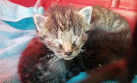 Wir sind reinrassige, kerngesunde sphynx babys und suchen ab juli ein liebevolles zuhause. Babykatzen gefunden - Tierheim Lübbecke