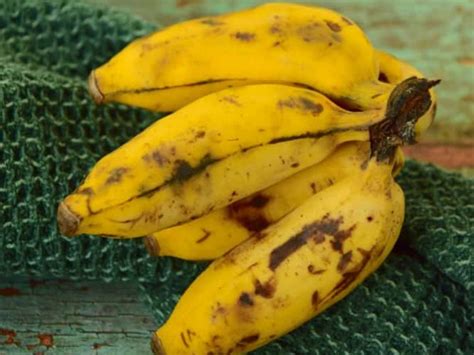 15 Different Types Of Bananas With Images Asian Recipe