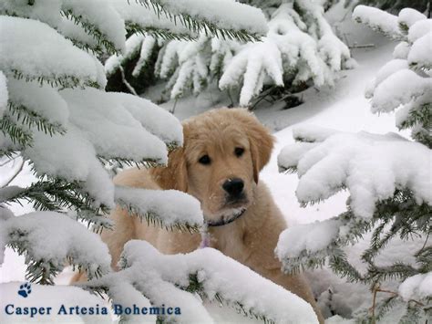 Animal Winter Desktop Wallpaper Photos Cantik