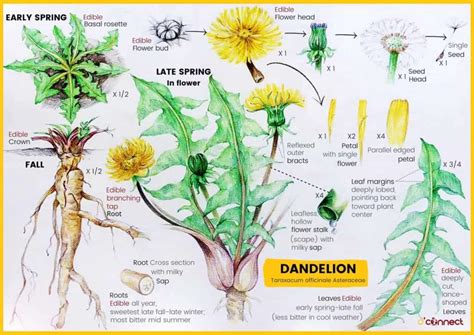 Herb Of The Month — Dandelion Taraxacum Officinale Dconnect