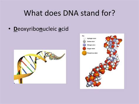 Ppt Dna Deoxyribose Nucleic Acid The Genetic Material Powerpoint