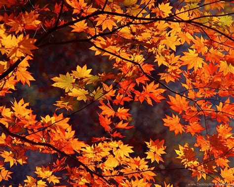 Autumn Leaves Wallpapers High Quality Desktop Background