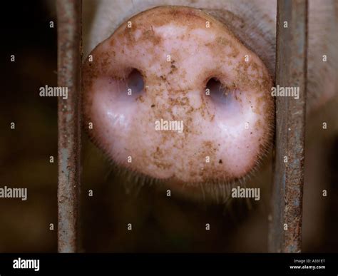 Muzzle Nose Snout Of A Pig Stock Photo Alamy