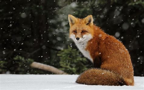 A Red Fox Sitting In The Snow Looking At Something