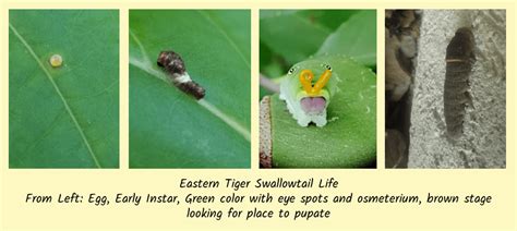 Swallowtail Butterflies In Your Garden Grimm S Gardens