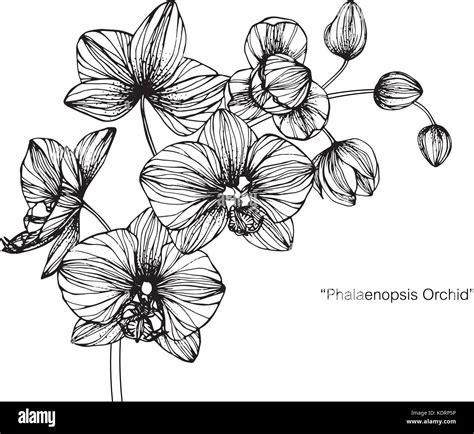 Orchid Flower Drawing Illustration Black And White With Line Art Stock