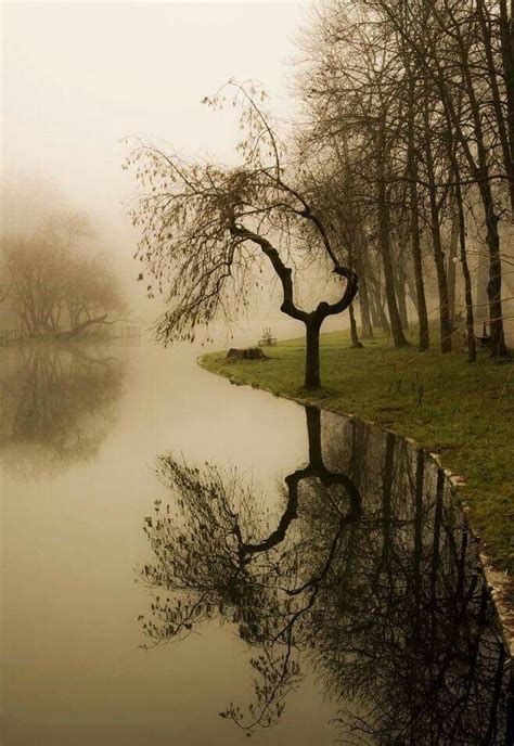 Tree Reflection In The Water Beautiful Landscapes Nature