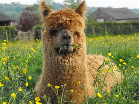 An alpaca (Vicugna pacos) is a domesticated species of ...