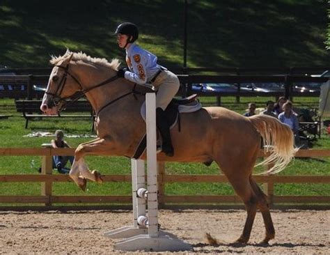 Learn Horseback Riding With Watchung Mounted Troop At Trailside