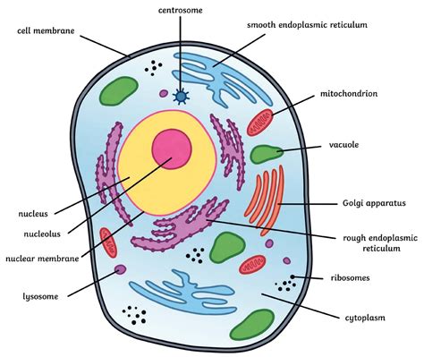 Animal Cell Diagram Labeled Quizlet Labeled Functions And Diagram Photos