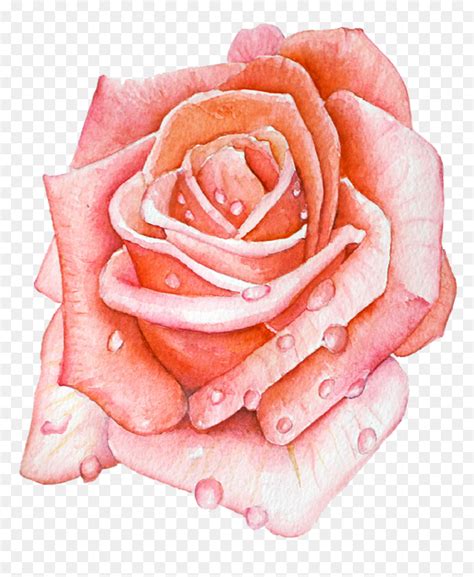 Ashleychase Watercolor Rose Garden Roses Hd Png Download Vhv