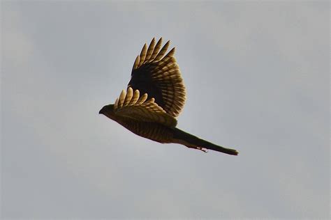 Sparrowhawk Tigh An Eilean Hotel Shieldaig Wester Ross Flickr