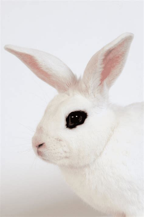The Dwarf Hotot Rabbit Complete Guide