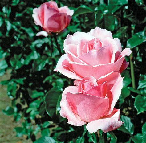 Grandiflora Rose Better Homes And Gardens