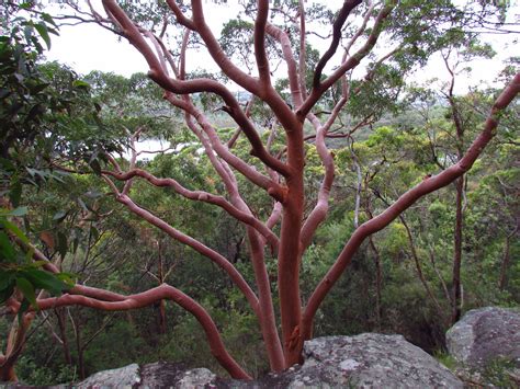 Red Bark Tree Australia Illustriousness Ejournal Photogallery