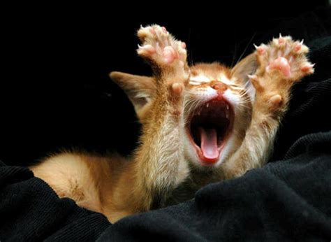 Cute Snapshots Of Yawning Animals