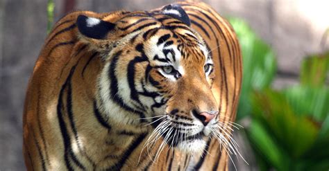 Pembalakan Tak Jejaskan Populasi Harimau Kata Jabatan Perhutanan Kelantan Buzzkini