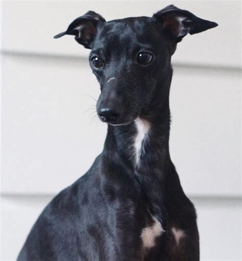 Italian Greyhound Colors An Overview With The Cutest Photos
