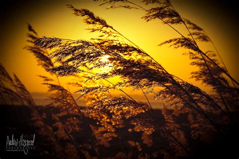 Gentle Breeze Some Reeds Waving Gently In Front Of A Sunse Flickr