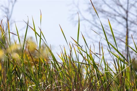 Marsh Grass Ground Level View Stock Photo Image Of Growth Nature