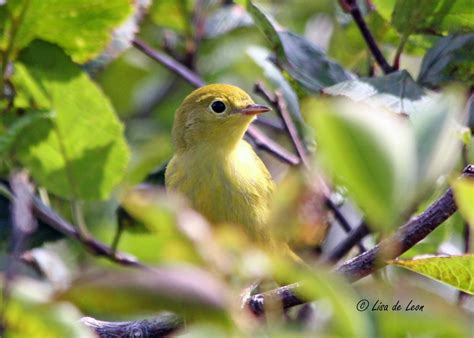 Birding With Lisa De Leon Yellow Warbler Better Than A Stick Bird